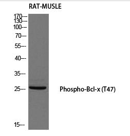 Bcl-x (phospho Thr47) Polyclonal Antibody