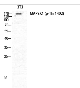 MEK Kinase-1 (phospho Thr1402) Polyclonal Antibody