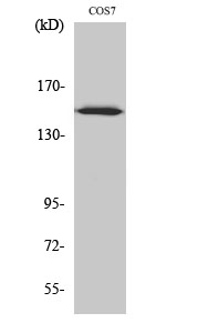 ARHGEF10 Polyclonal Antibody