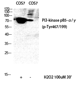 PI 3-kinase p85/p55 (phospho Tyr467/199) Polyclonal Antibody