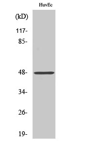Cathepsin E Polyclonal Antibody