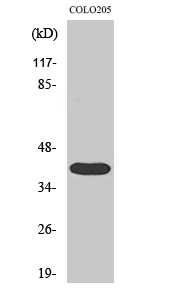 3pK Polyclonal Antibody