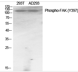 FAK (phospho Tyr397) Polyclonal Antibody
