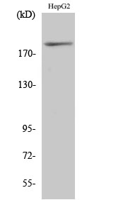 IRS-1 (phospho Ser312) Polyclonal Antibody