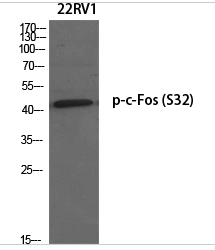 c-Fos (phospho Ser32) Polyclonal Antibody