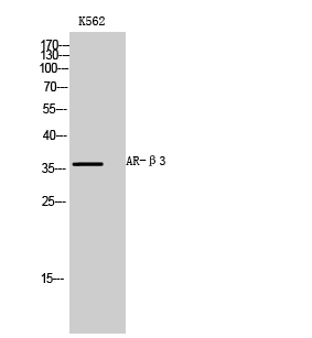 AR-β3 Polyclonal Antibody