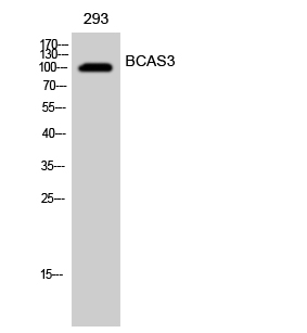 BCAS3 Polyclonal Antibody