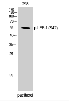 LEF-1 (phospho Ser42) Polyclonal Antibody