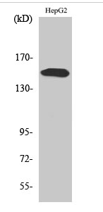 PLC γ2 (phospho Tyr753) Polyclonal Antibody