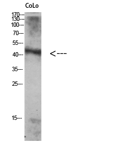 Atg4A Polyclonal Antibody