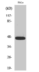 Caspase-9 (phospho Thr125) Polyclonal Antibody