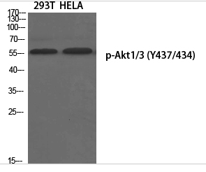 Akt1/3 (phospho Tyr437/434) Polyclonal Antibody