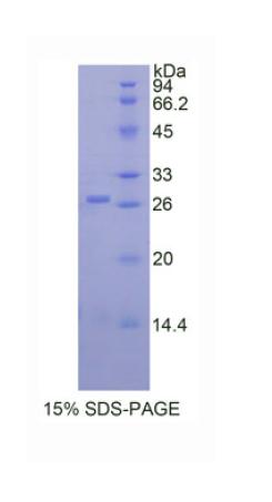 Recombinant A Disintegrin And Metalloprotease 17 (ADAM17)