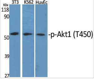 Akt1 (phospho Thr450) Polyclonal Antibody