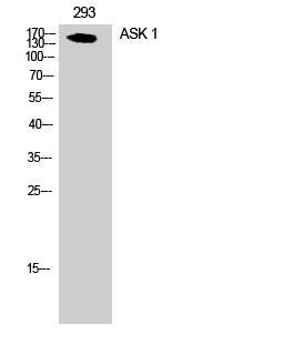 ASK 1 Polyclonal Antibody