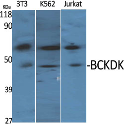 BCKDK Polyclonal Antibody