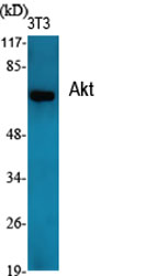 Akt Polyclonal Antibody