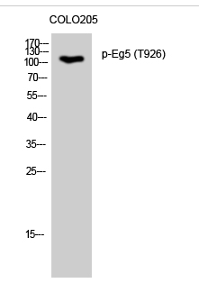 Eg5 (phospho Thr926) Polyclonal Antibody