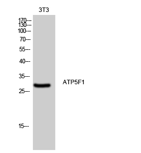 ATP5F1 Polyclonal Antibody