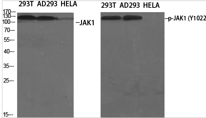 JAK1 (phospho Tyr1022) Polyclonal Antibody
