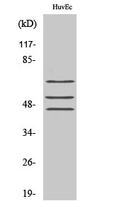 Shc (phospho Tyr349) Polyclonal Antibody