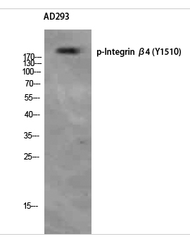 Integrin β4 (phospho Tyr1510) Polyclonal Antibody