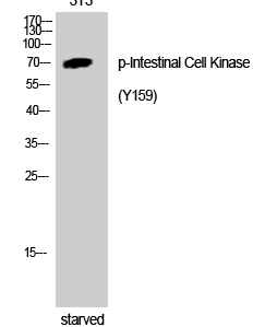 Intestinal Cell Kinase (phospho Tyr159) Polyclonal Antibody