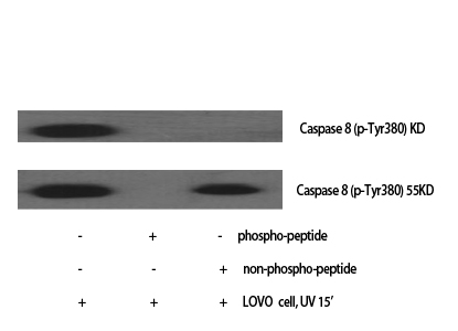 Caspase-8 Polyclonal Antibody