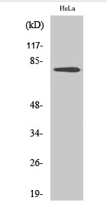 Btk (phospho Tyr551) Polyclonal Antibody