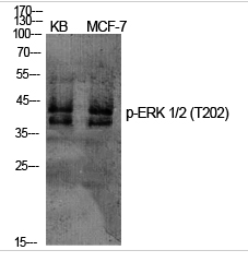 ERK 1/2 (phospho Thr202) Polyclonal Antibody