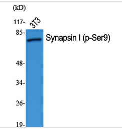 Synapsin I (phospho Ser9) Polyclonal Antibody