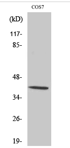 p38 (phospho Thr180) Polyclonal Antibody