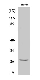 HSP27 (phospho Ser82) Polyclonal Antibody
