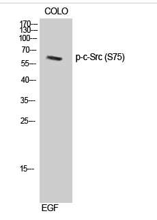 c-Src (phospho Ser75) Polyclonal Antibody