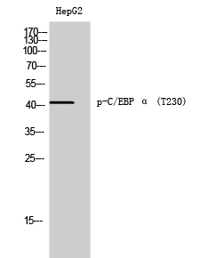 C/EBP α (phospho Thr230) Polyclonal Antibody