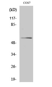Akt Polyclonal Antibody