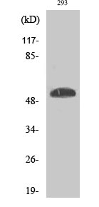 p53 (phospho Ser46) Polyclonal Antibody