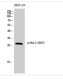 Bcl-2 (phospho Ser87) Polyclonal Antibody