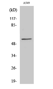 CHST2 Polyclonal Antibody