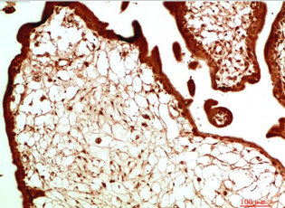 HP-1α Mouse Monoclonal Antibody(2G2)