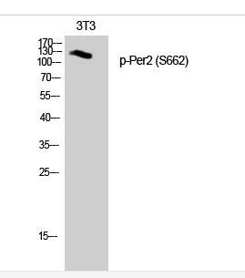 Per2 (phospho Ser662) Polyclonal Antibody