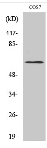 GABAA Rβ1 (phospho Ser434) Polyclonal Antibody