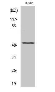 HNF4-α (phospho Ser313) Polyclonal Antibody