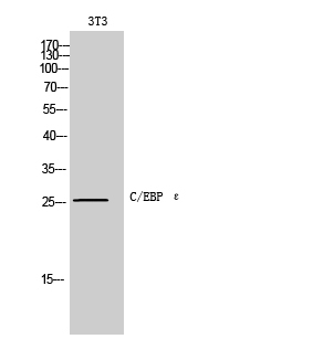 C/EBP ε Polyclonal Antibody