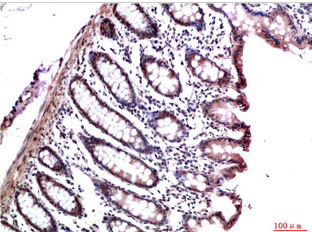 HP-1γ Mouse Monoclonal Antibody(4F4)