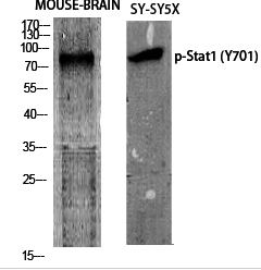 Stat1 (phospho Tyr701) Polyclonal Antibody