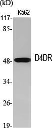 D4DR Polyclonal Antibody