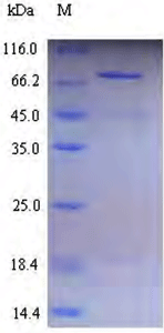 ADAMTS5 recombinant protein