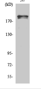 WNK1 (phospho Thr60) Polyclonal Antibody