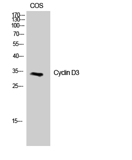 Cyclin D3 Polyclonal Antibody